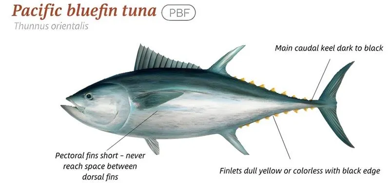 Pacific bluefin tuna