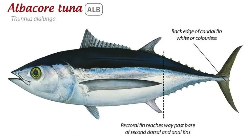 albacore tuna