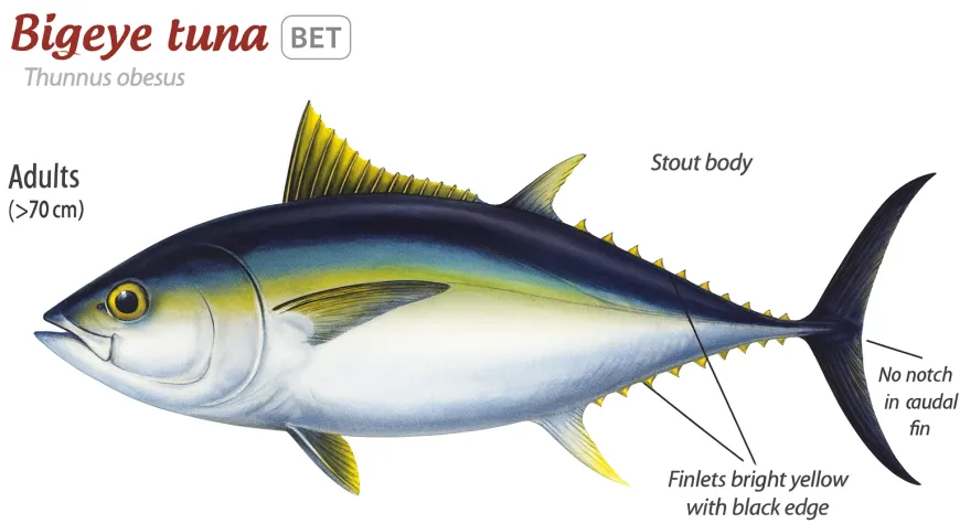 bigeye tuna