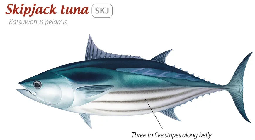 skipjack tuna