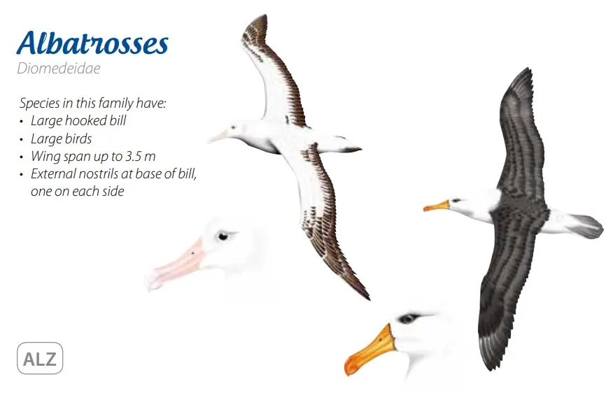 Albatrosses
