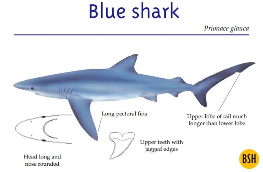 Blue shark