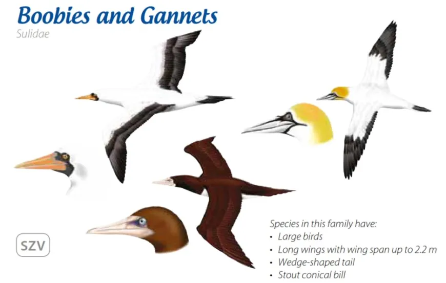 Boobies and Gannets