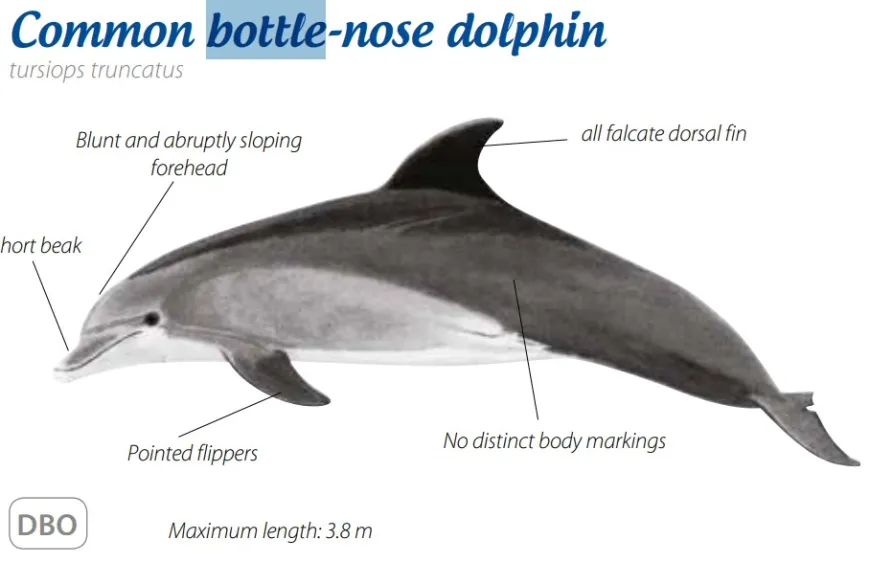 Bottlenose Dolphin