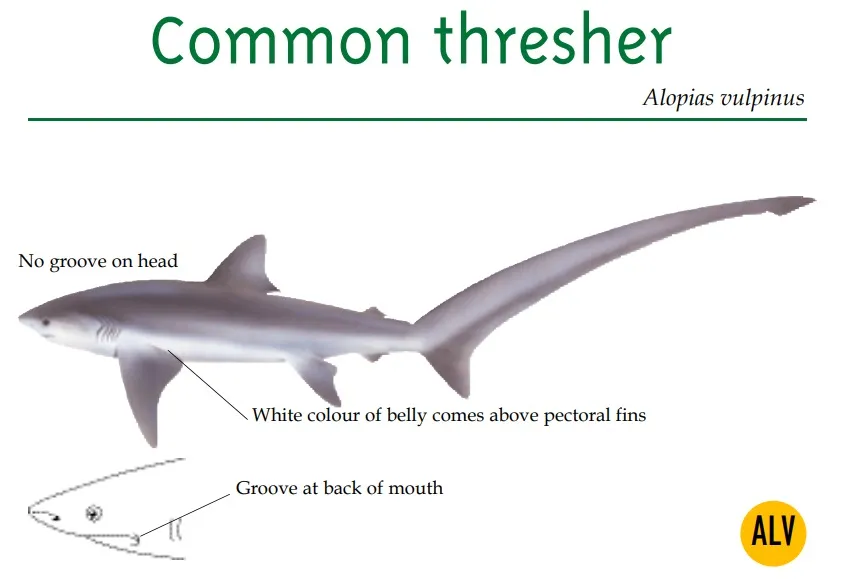 Common thresher