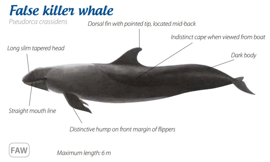 False Killer Whale