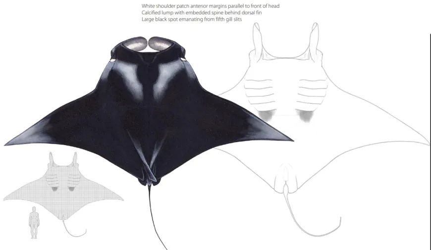 Giant manta