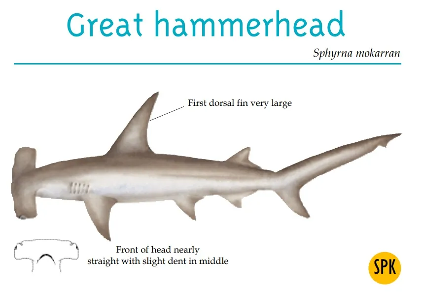 Great Hammerhead