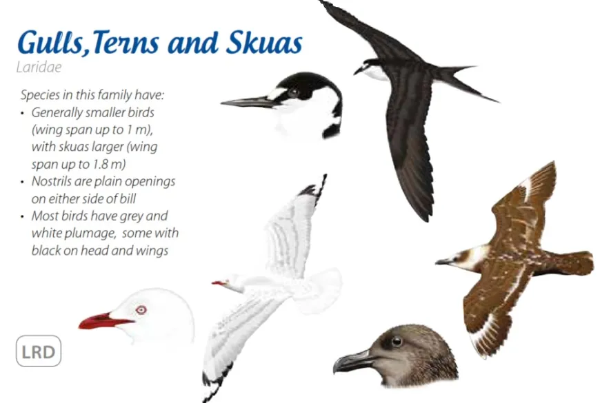 Gulls,Terns and Skuas