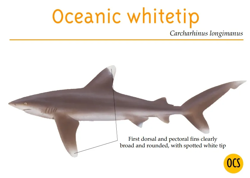 Oceanic whitetip