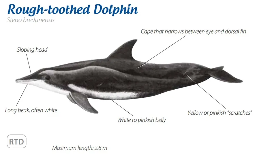 Rough-toothed Dolphin
