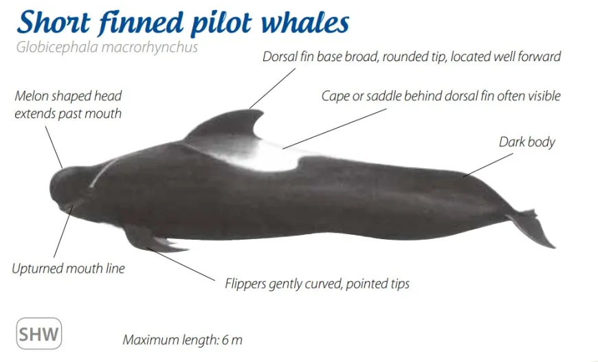 Short finned pilot whales