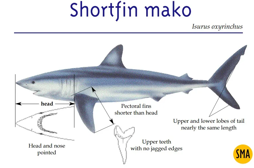 Shortfin mako