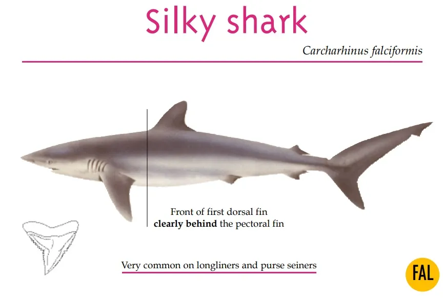 Silky shark
