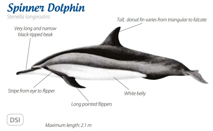 Spinner dolphin