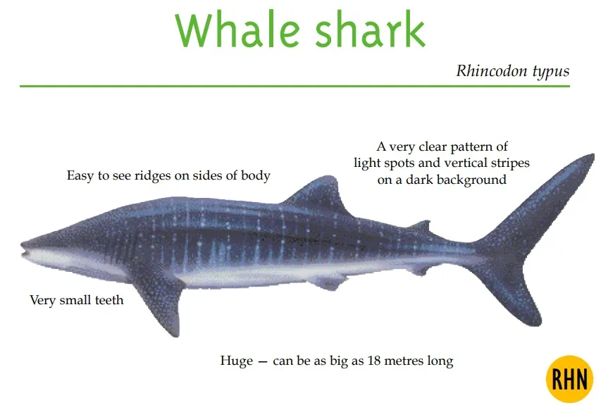 Whale Shark
